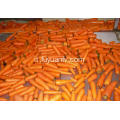 carota fresca dalla provincia di Shandong